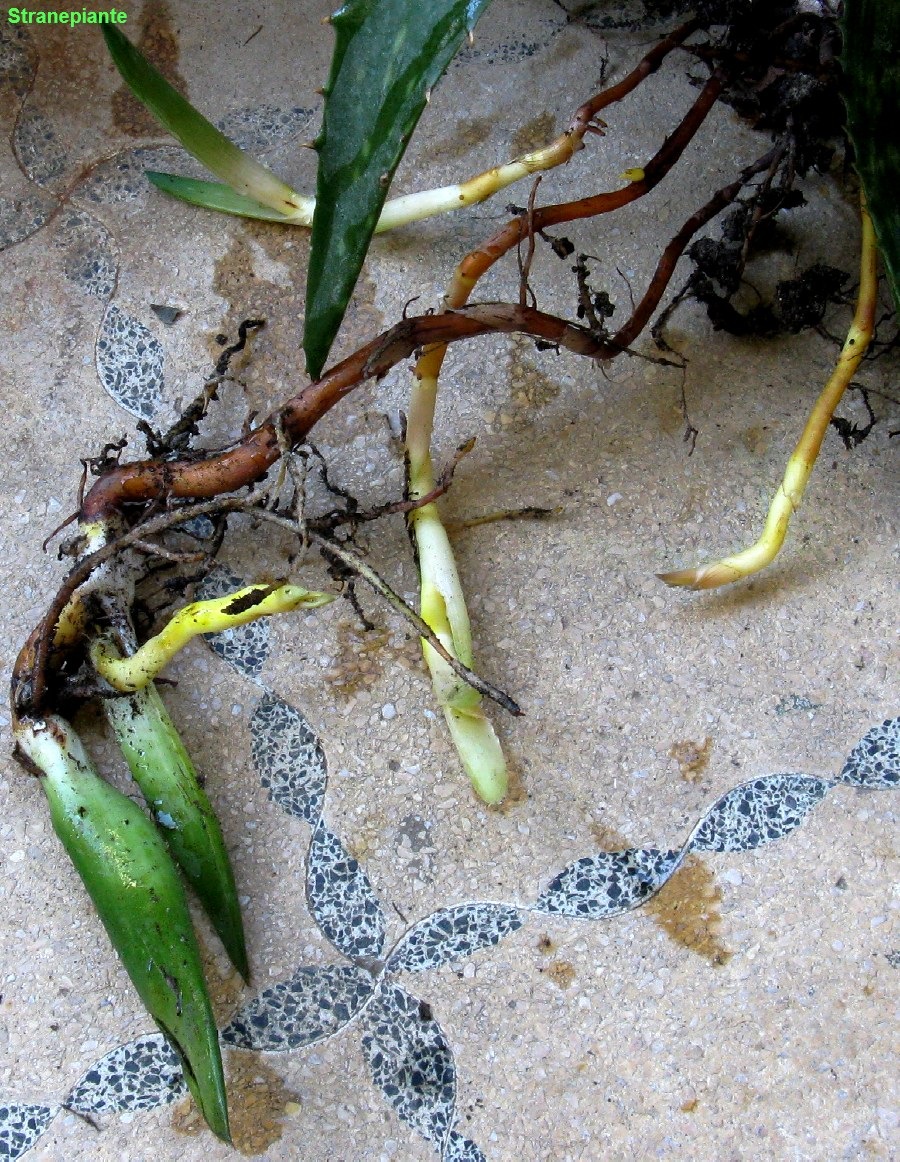 [polloni_piante_figlie_aloe_saponaria[3].jpg]