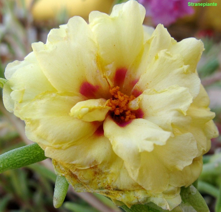 [portulaca-grandiflora-fiore-giallo[3].jpg]