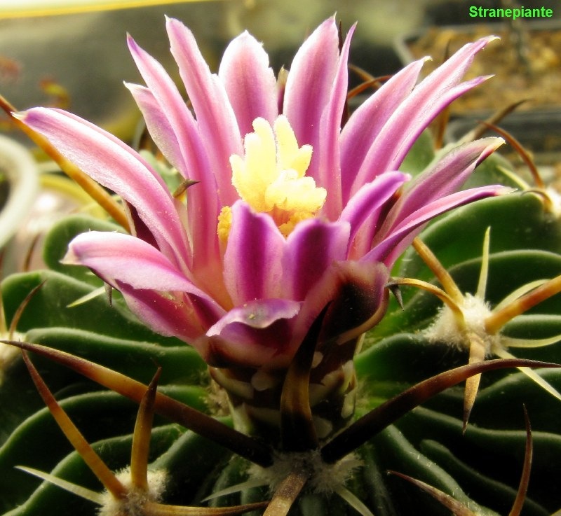 [stenocactus-2009[3].jpg]