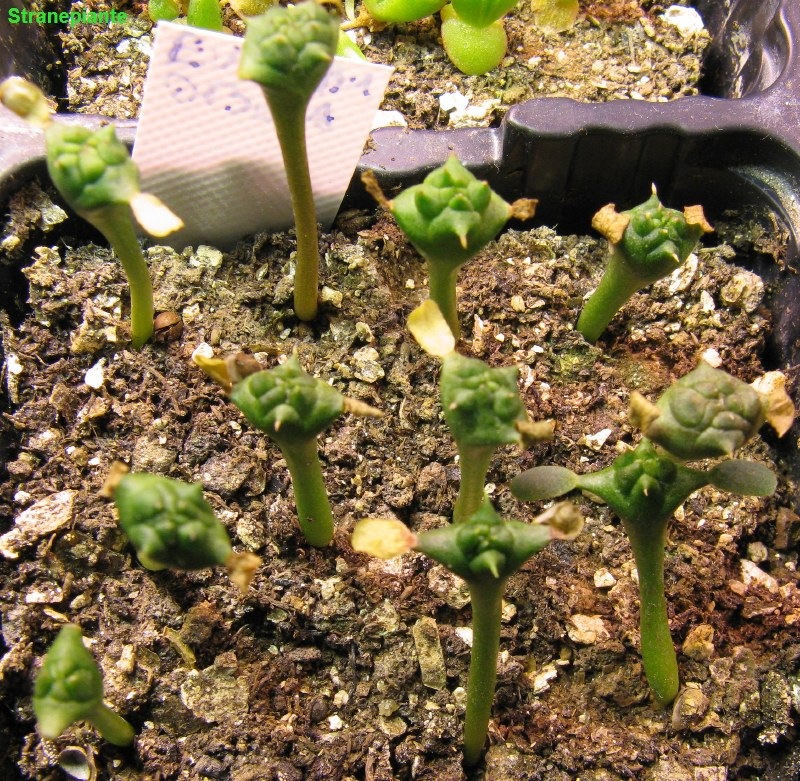 [euphorbiaobesaseedling3.jpg]