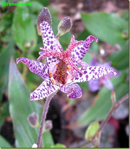 tricyrtis formosana