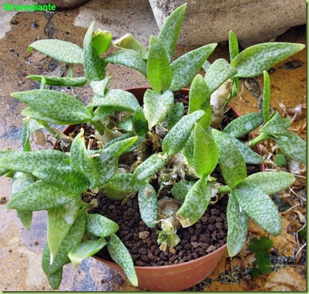 Scilla violacea Ledebouria pauciflora