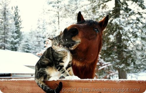 cat horse love