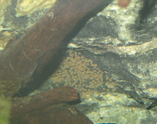Convict Cichlids Eggs