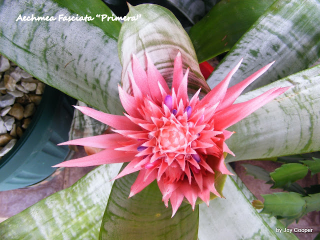 Aechmea Primera