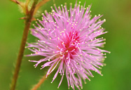 Mimosa pudica