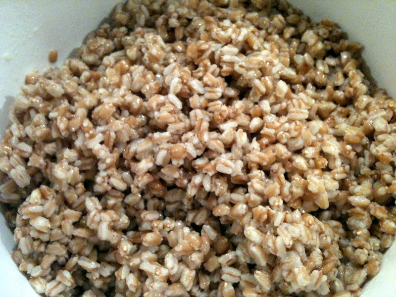 Cooked farro ready for a salad, soup, or other use.
