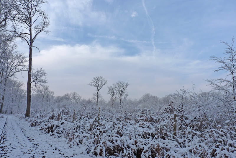 Forêt de FONTAINEBLEAU Route%20de%20cheyssac%20