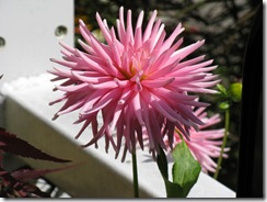 IMG_1460 IMG_1460