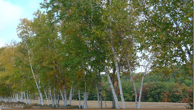 L1010554 L1010554