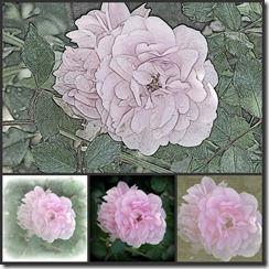 rosecollage