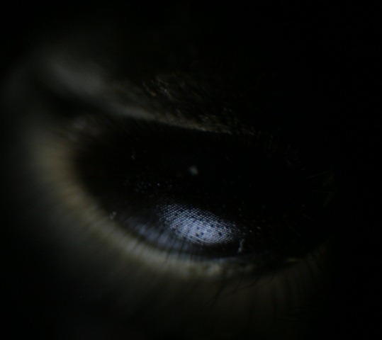 [beeeye24.jpg]