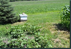 Hive In Garden