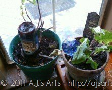 [Beer Bottle Planter[13].jpg]