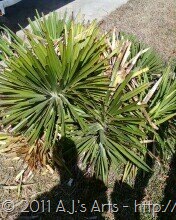 [Yucca branches[12].jpg]