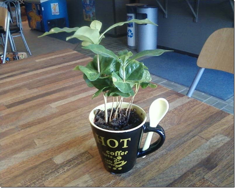 camerait-coffeeplant-001