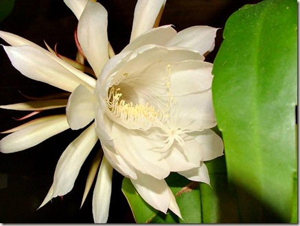 miracle_flower-001 miracle_flower-001