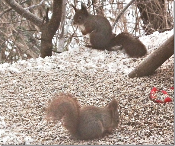 gallnas-squirrels-040311