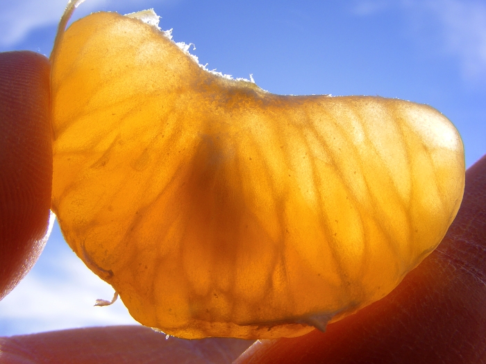 unborn clementine