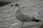 Seagull
