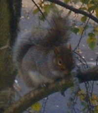 Another Squirrel
