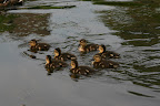 Ducklings