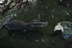 Crocodile