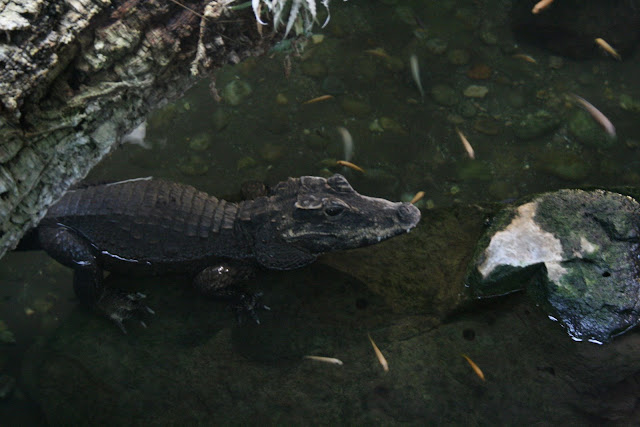 Crocodile