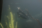 Swimmers