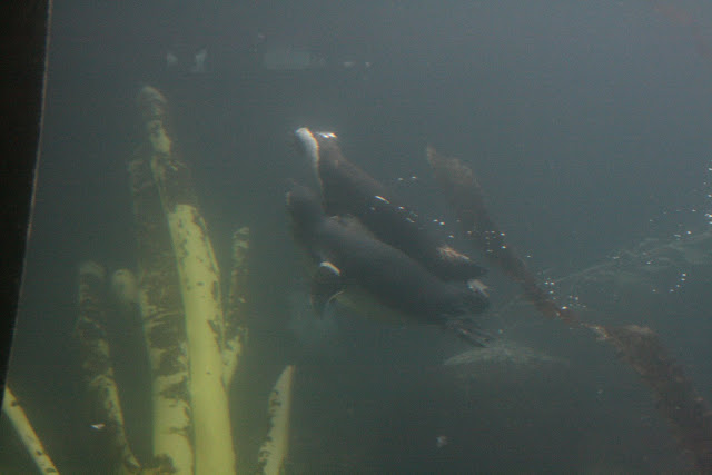 Swimmers