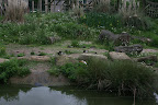 Ducks