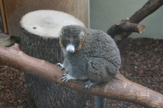 Lemur