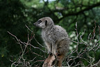 Meerkat