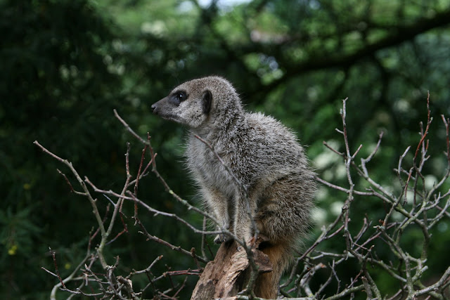 Meerkat