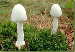 http://ta-pollar.blogspot.com/ เห็ดระโงกขาว