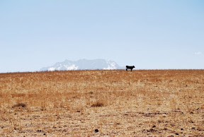 Altiplano y toro (Pérou)