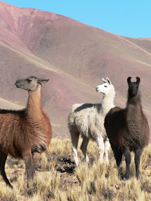 Iruya (Argentine)