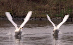 Swans at Fairlop Waters
