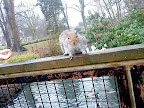Squirrel on the loose!