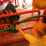 Mason feeding the goats... he dropped it before the goat got it.