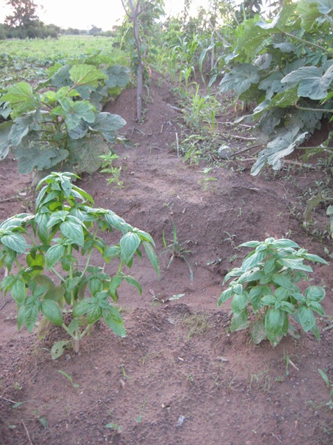 [IMG_00133.jpg]