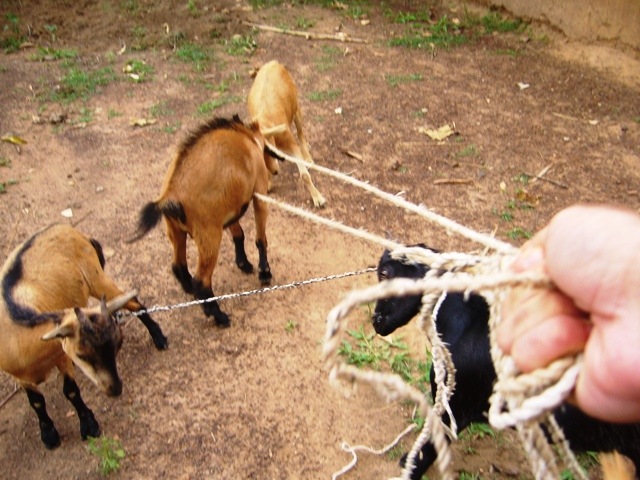 [Farming032.jpg]
