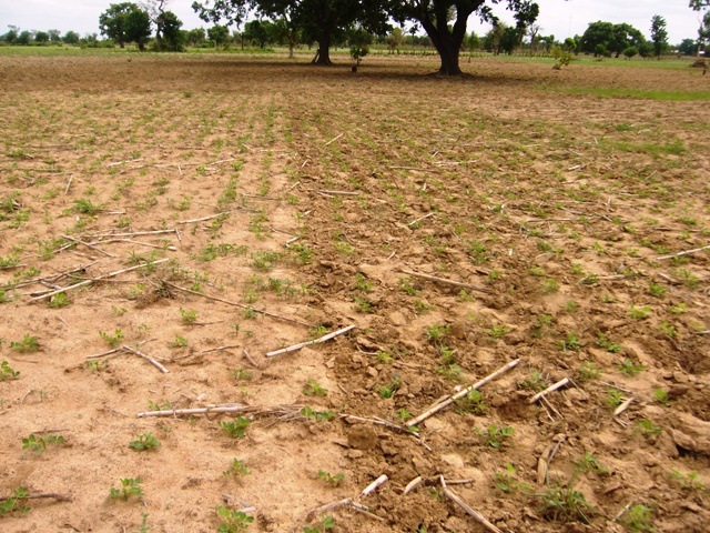 [Farming052.jpg]