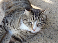 Racer - one of the many cats on the property. One of our two favorite boys