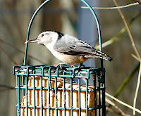 White-breasted Nuthatch on suet