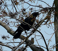 Croton the American Crow