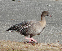 Pink-footed Goose, Flushing Meadows Park, Queens, NY, 1/3/09