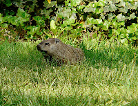 Mary the Groundhog in the yard, May 22, 2009