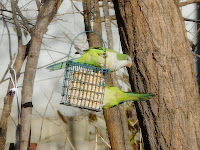 2 Monk Parakeets in the yard, December 12, 2009. All photos taken through the window so I didn't disturb them.