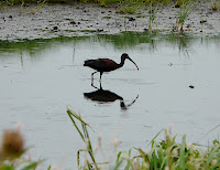 Glossy Ibis.